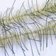 LLCB30-LLCrustaceanBrush-livebait_oliveblackbar