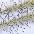 Livebait / black