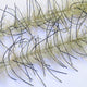 LLCB31-LLCrustaceanBrush-livebait_black