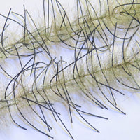 LLCB31-LLCrustaceanBrush-livebait_black