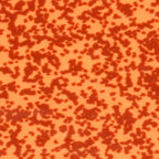 Burnt Orange