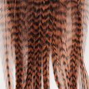 metz-bugger-bunch_GRBR