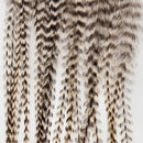 metz-bugger-bunch_GRIZ