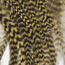 hackle-tarpon-crab-pack_GROL