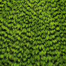 american-rooster-cape_GRCH