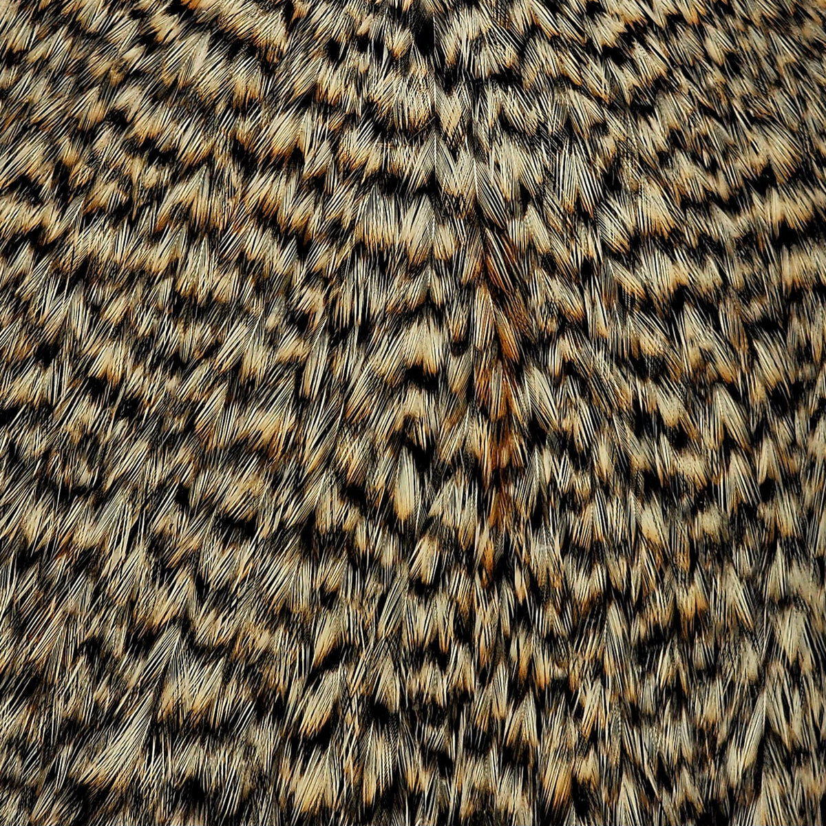 American Rooster Cape | Whiting Farms | J Stockard