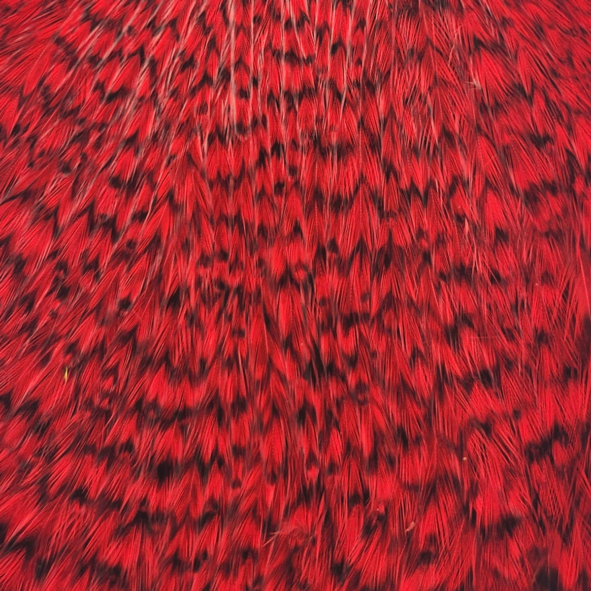 ルアー・フライ HOFFMAN #1 GRIZZLY Roostar Cape Hoffman Super Capes