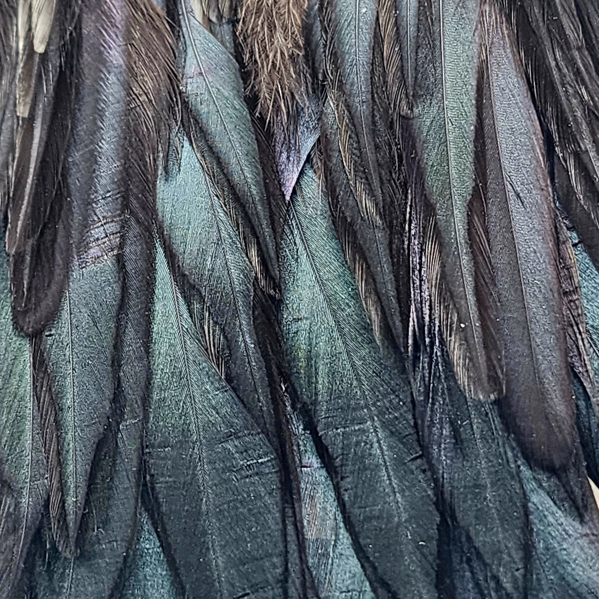 Frangia Di Piume Di Gallo Sowder - 1,8 Metri, Larghezza 12-35 Cm, Color Avorio, Per Artigianato E Costumi