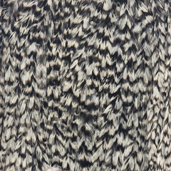 american-rooster-saddle_GRIZ