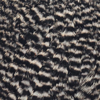 american-hen-cape_GRIZ