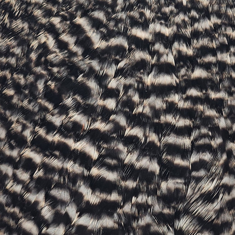 american-hen-cape_GRIZ