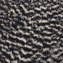 american-hen-cape_GRIZ