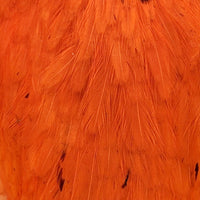 american-hen-cape_WHOR