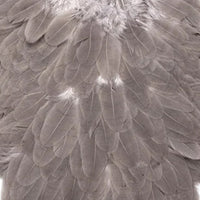 american-hen-saddle_MEDU