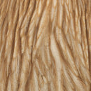 whiting-hen-cape_LIGI