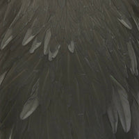 whiting-hen-saddle_BLCK