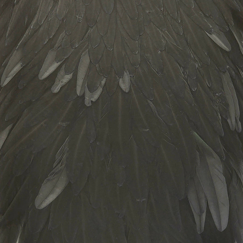 whiting-hen-saddle_BLCK