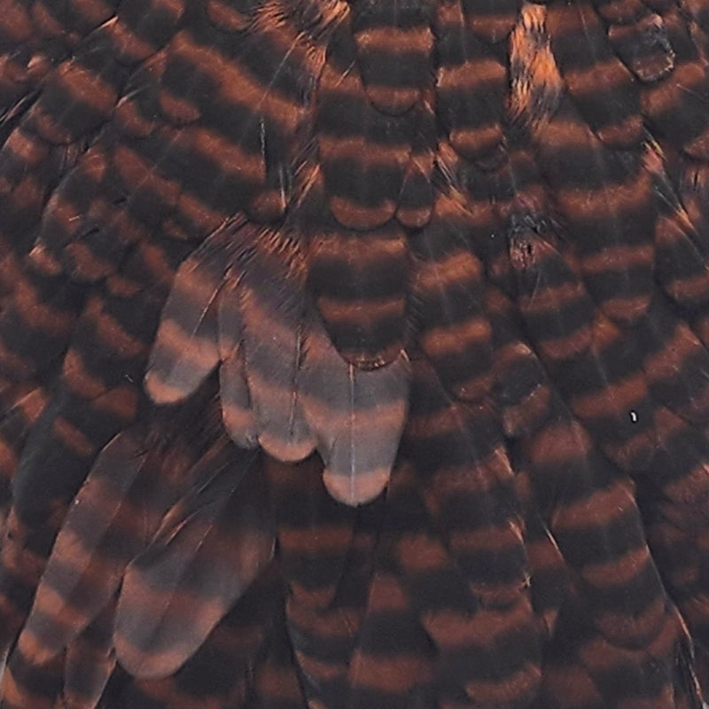 whiting-hen-saddle_GCBR