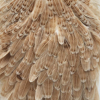 whiting-hen-saddle_LIGI