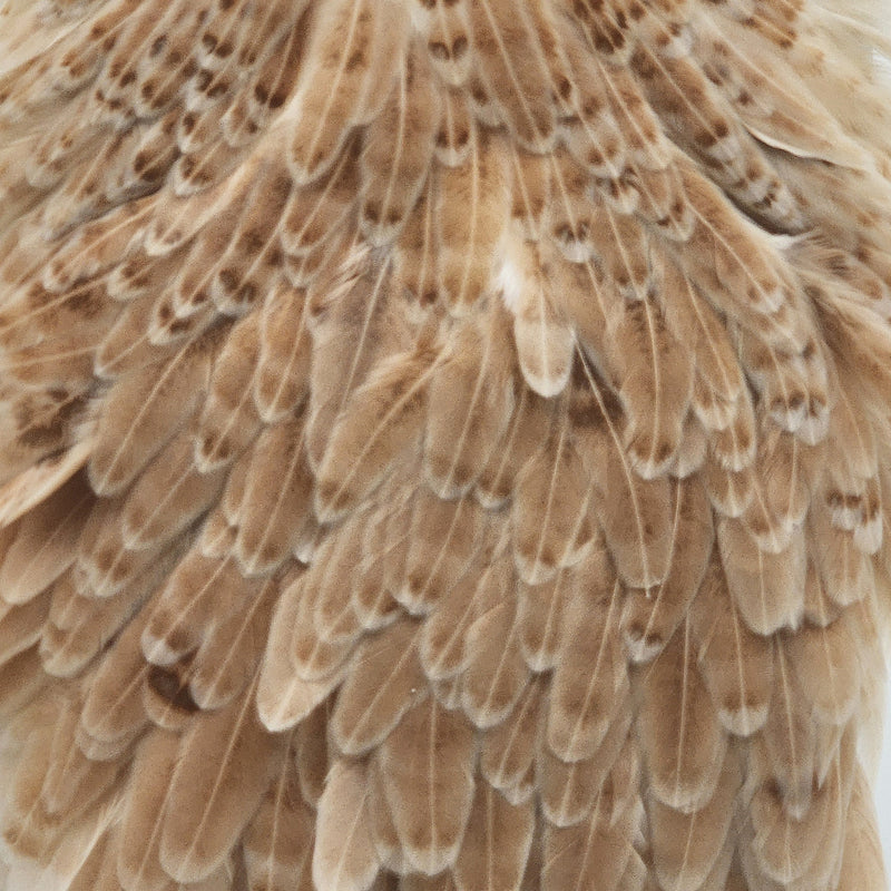 whiting-hen-saddle_LIGI