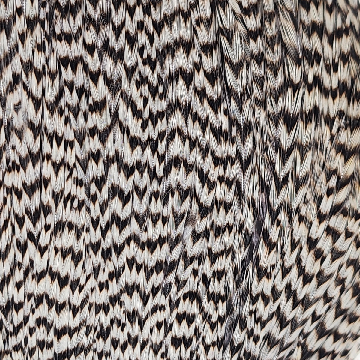 Top Cape | Ewing | Hackle Feathers | J. Stockard Fly Fishing