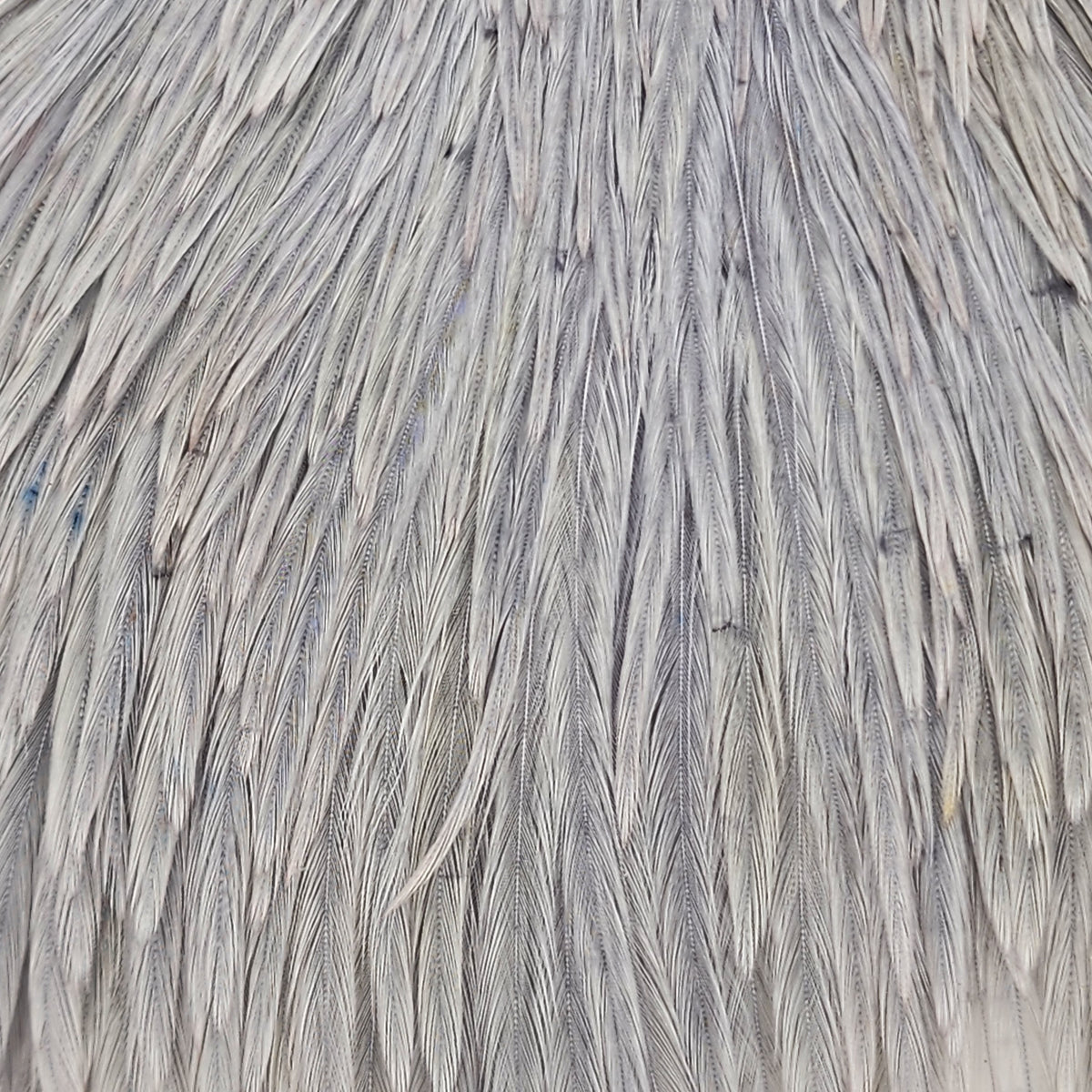 Top Cape | Ewing | Hackle Feathers | J. Stockard Fly Fishing