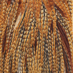 Barred Ginger