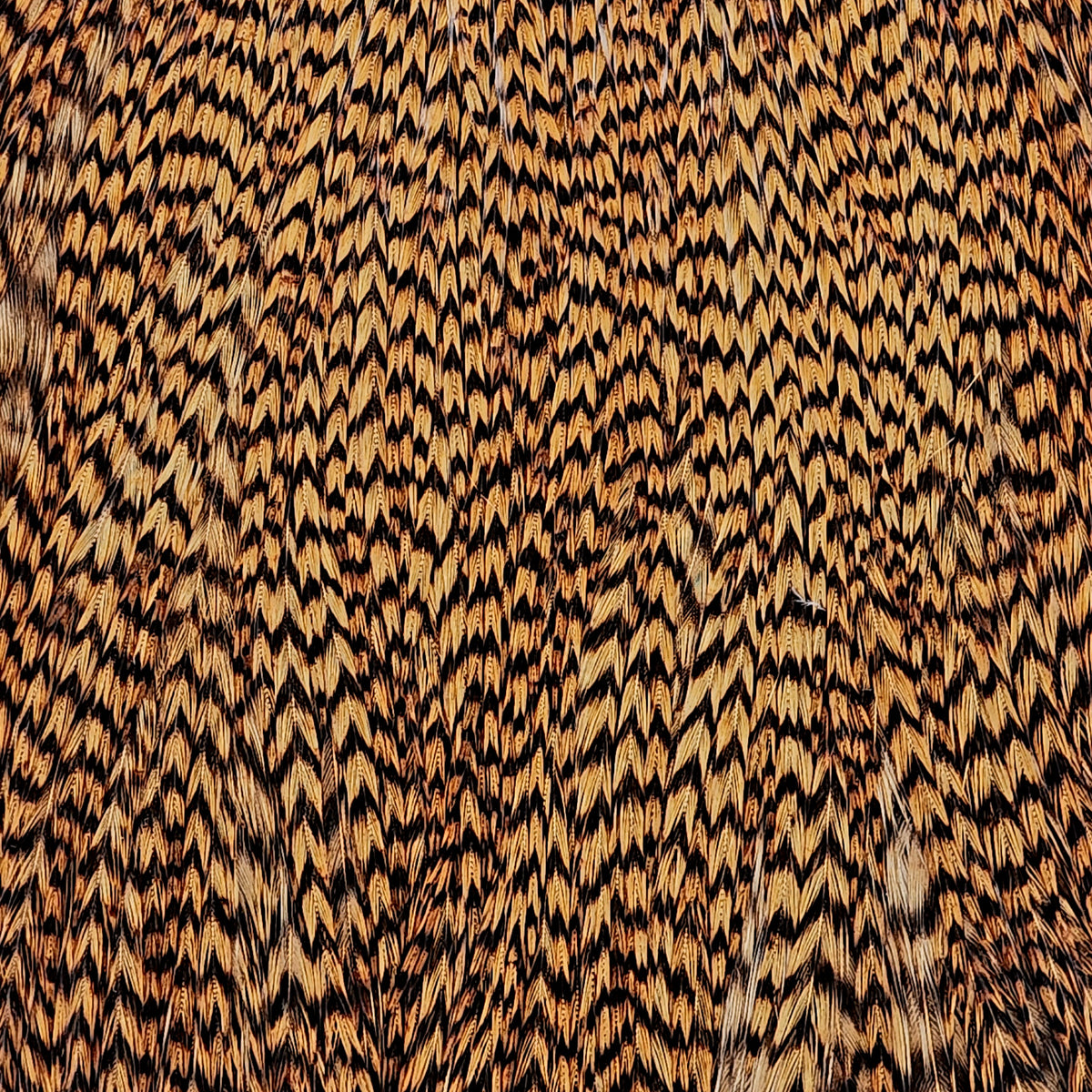 Dyed Cape | Ewing | Hackle | J. Stockard Fly Fishing