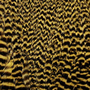 ewing-dyed-hen-cape_GGOO