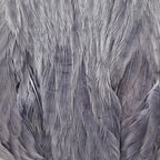 Light Blue Dun