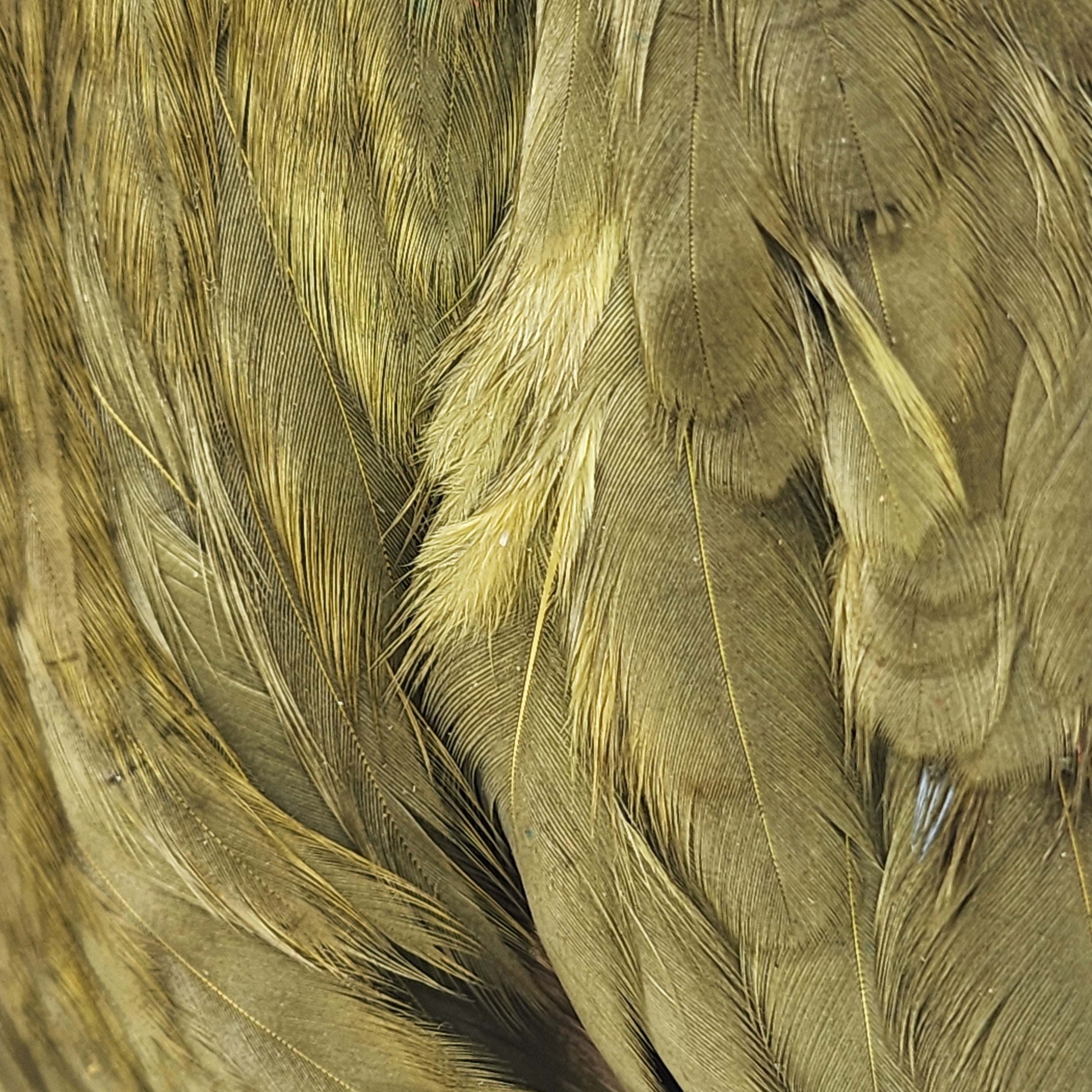 Dyed Hen Cape | Ewing | Hackle | J. Stockard Fly Fishing