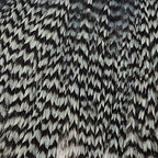 Grizzly Light Blue Dun