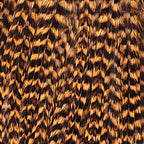 Grizzly Honey