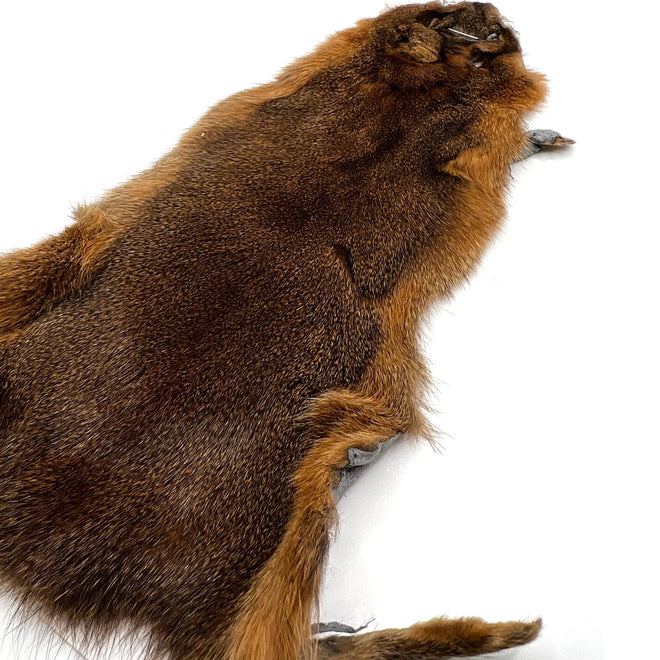 squirrel-skin-whole