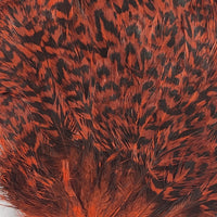 india-hen-back_ORNG