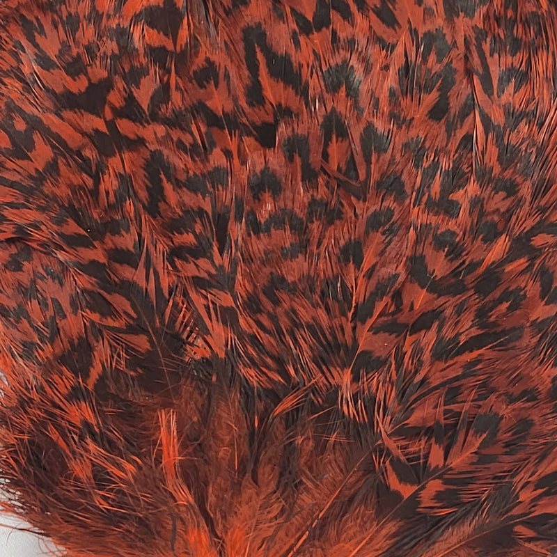 india-hen-back_ORNG