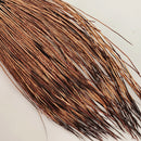 happy-javelina-peccary_CAML