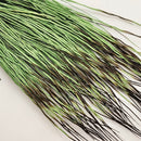 happy-javelina-peccary_OLGR