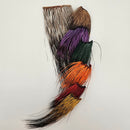 happy-javelina-peccary_XPK1