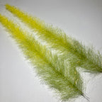 Olive, wild olive, yellow