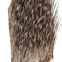 Peccary