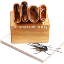 tomsus-supreme-cricket-pronotum-cutter
