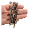 Peacock Straggle