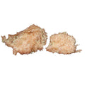 cactus-chenille-large