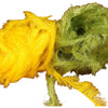 Chocklett's Finesse Body Chenille