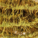 creeper-chenille_OLIV