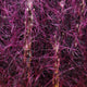 krystal-core-leech-yarn_CLAR