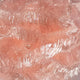 jelly-fritz_BISC