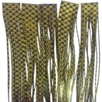 black & gold barred