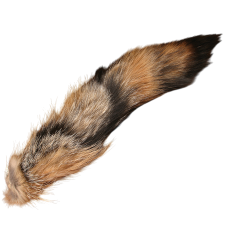 Complete Coyote Tail